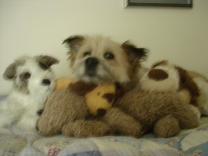 scrappy surrounded-1