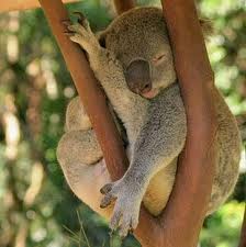 koala