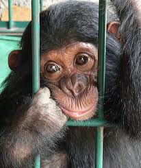 chimp behind bars