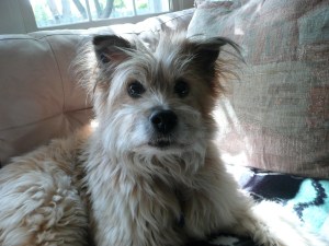 I'm in the book.  I'm also available for social gatherings. No cats, please. They distract me from my general cuteness.