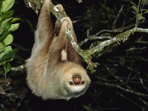 two-toed-sloth