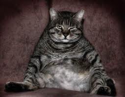 fat cat