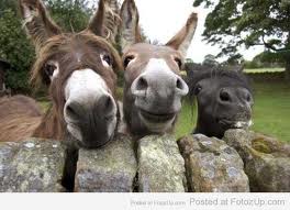 smiling donkeys