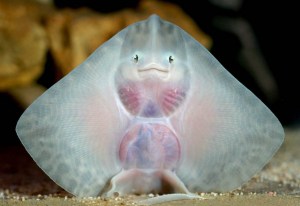 smiling fish