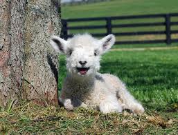 smiling lamb