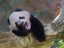 smiling panda