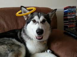 Yeah, well, my halo sometimes needs a bit of adjusting...