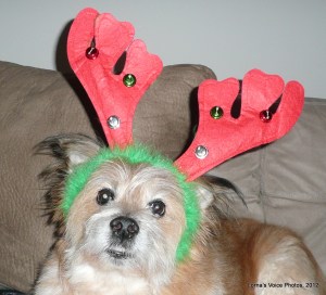 Okay. I'll smile for the camera if you promise to take these antlers off of me. I have a proud terrier reputation to uphold.
