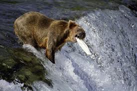 Shizzle. I thought coming back as a salmon was a good idea. Next time I'm picking something safer. Like an Amish person.