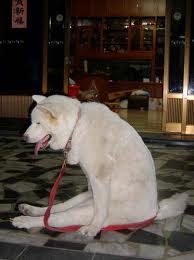 It's very important when standing after your Buddhist meditation NOT to get up too quickly. We dizzy blondes have a tendency to fall back down.