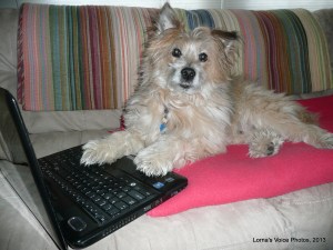 Scrappy is on the job helping the Divine Ms. L. keep up with all the news that fit to print.