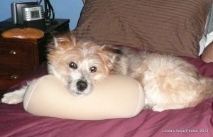 Scrappy like to keep my side of the bed warm for me.