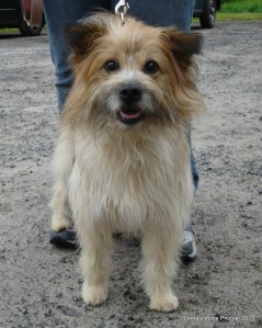 The little ruffian when I first met him at the shelter.