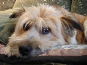 How can you resist a pooch like this?