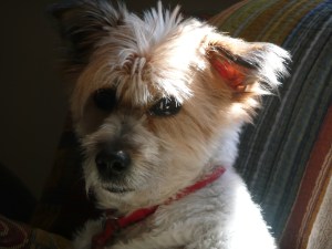 Put the blasted camera down and leave me alone. I'm serious. They called me "Scrappy" for a reason. 