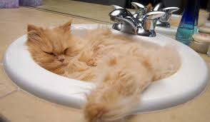 There is just no way all that hair is coming out of that sink without changing someone's life.