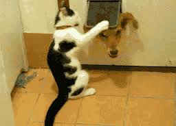 Rex is obviously stuck. Fluffy is only trying to help him get unstuck. Fluffy is such a Buddhist.