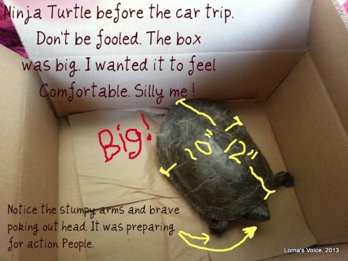 I was going to take more pictures, but Ninja Turtle had other plans...