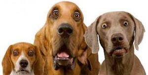 You called out mother a what? You take that back! I don't care if you are just learning all 2,197 languages.