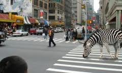 No matter how hard I try to blend in with the crowd, they seem to know I'm a tourist.