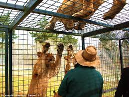 Would you look at the hat on that critter, Leo? I wonder what purpose that thing serves in the wild?