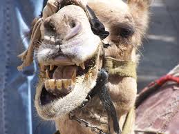 I may need a whitening treatment. Oy Vey!