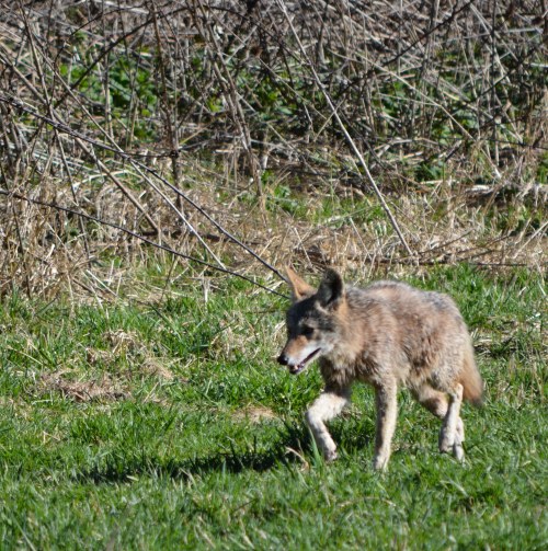 I guess the rules about not getting out of your car don't apply to everyone.