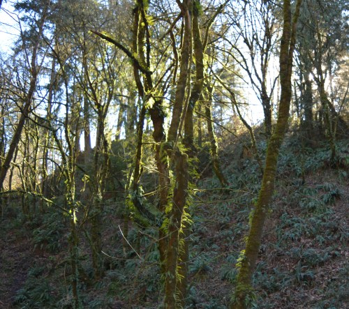 On our way into the refuge. The trees have ferns growing out of their trunks. That's wild, huh?