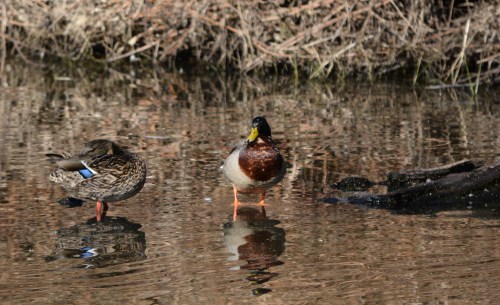 Some men just have to look when their ladies are taking a bath.