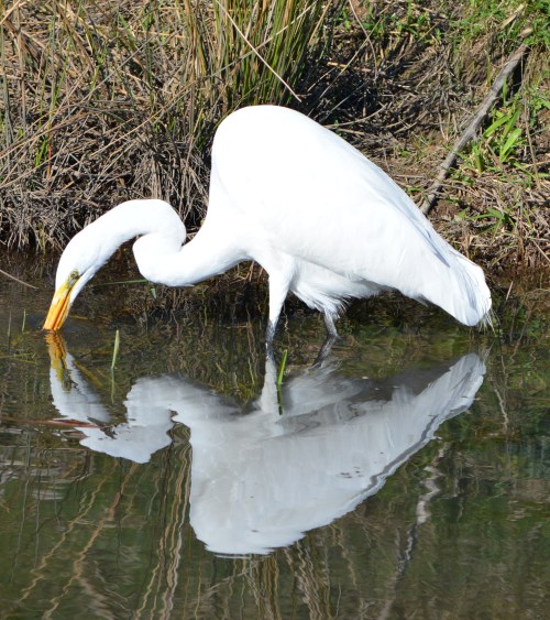 This one, too. He came out with some wiggly, squiggly thing in he beak. Got a picture of that, too. But...yuck.