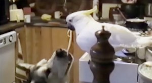 I told you Bird Love is passionate--Lady and the Tramp passionate. This picture makes me happy!