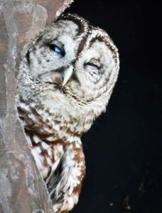 But my eyes are still as blue as they ever were! At least the eye that still opens...