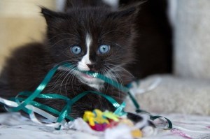 I have how many gifts to wrap by when?