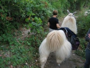 These fellas look as if they know something about poofing.
