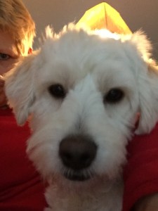 Doesn't he look more like a Fozzie Bear than a Tumbleweed? 