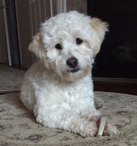 Look for the Foz's official election portrait when you vote.