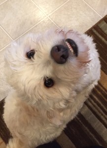 Okay, Mom! You read the book to me and I'll pup-talk you through posting another review for this 5-bark book. Deal?