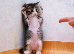 What do you think these paws are saying?