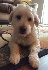 The poodle part of me is smart and wants stimulation. The terrier part of me is curious and wants stimulation. This rug ain't doin' it for me, Mom. 