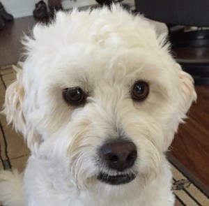 Eeewww. Picking up poopies should really be handled by trained professionals.