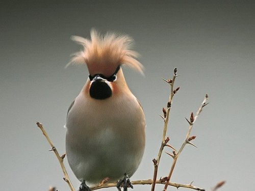 Hey! What about me? I could use some discovery action! How about Aves Melanium