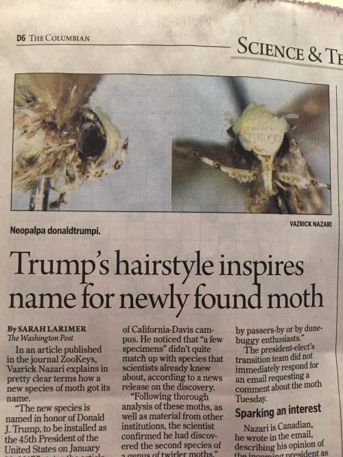 Introducing Neopalpa donaldtrumpi! 